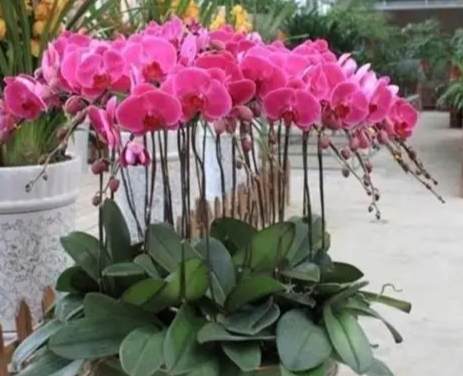 蘭花開完花後處理