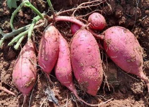 地瓜不能一起吃