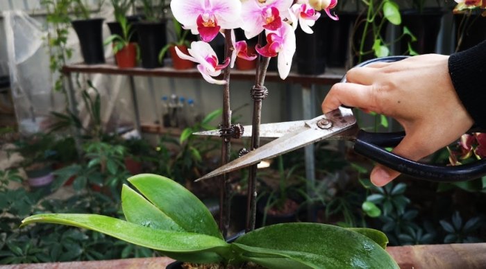蘭花修剪方法