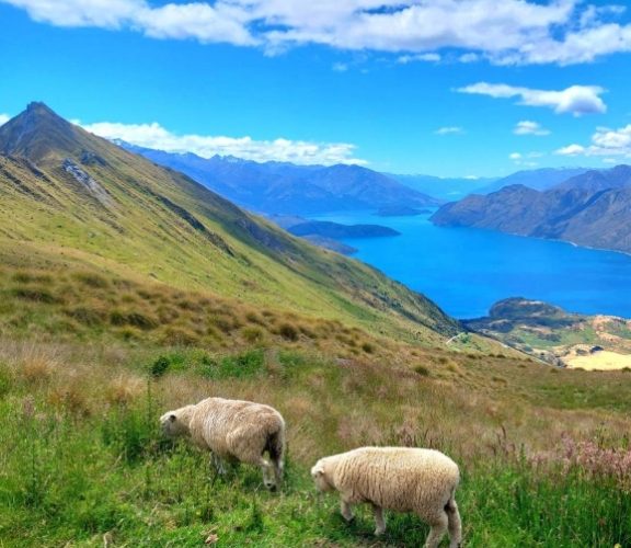 紐西蘭旅遊交通