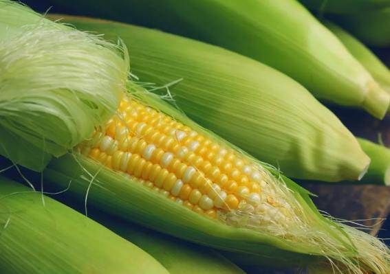 高鉀食物玉米 高鉀食物玉米