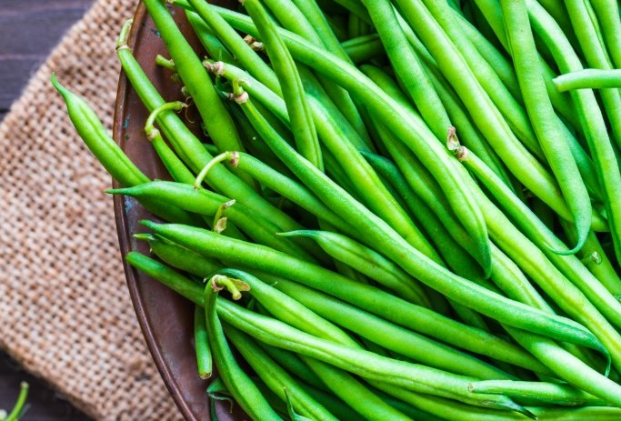 四季豆對狗有害嗎