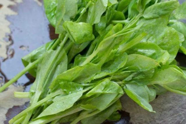 豌豆苗食用注意