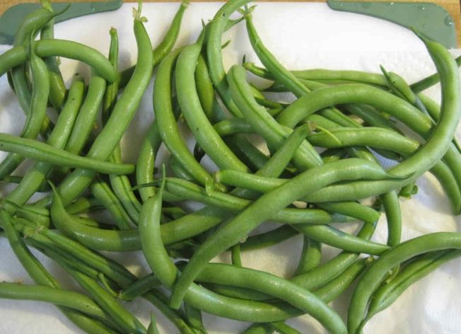 四季豆對狗有害嗎