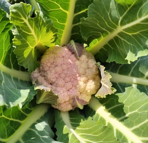 白花椰菜變色原因
