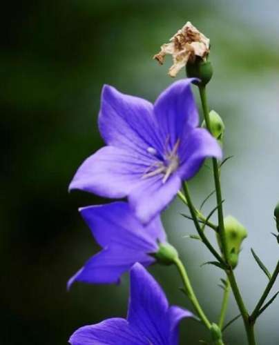 失望的花語 失望的花語