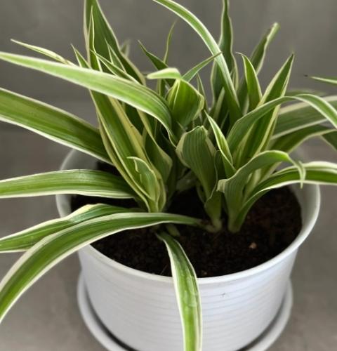 吊蘭養護 吊蘭養護