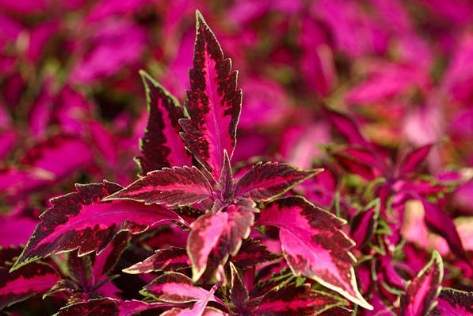 代表失望的花 代表失望的花