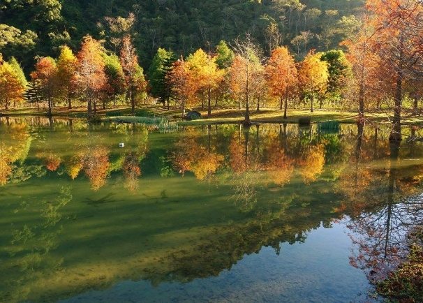 觀霧森林遊樂區住宿選擇