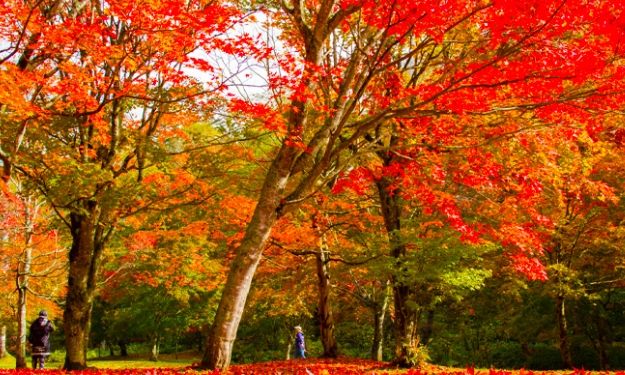 北海道紅葉見頃時間