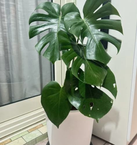 龜背芋照顧問題