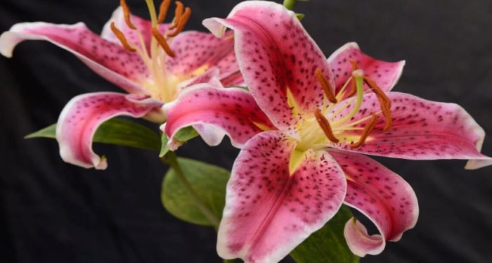 失望的花語 失望的花語