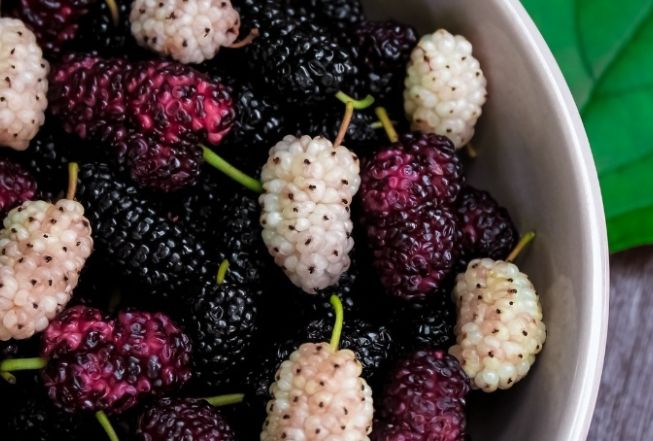 桑葚食用注意事項 桑葚食用注意事項