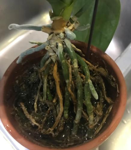 蝴蝶蘭養護澆水