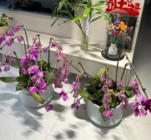 蘭花養護方法 蘭花養護方法