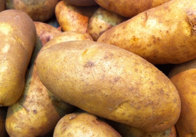 馬鈴薯營養 馬鈴薯營養