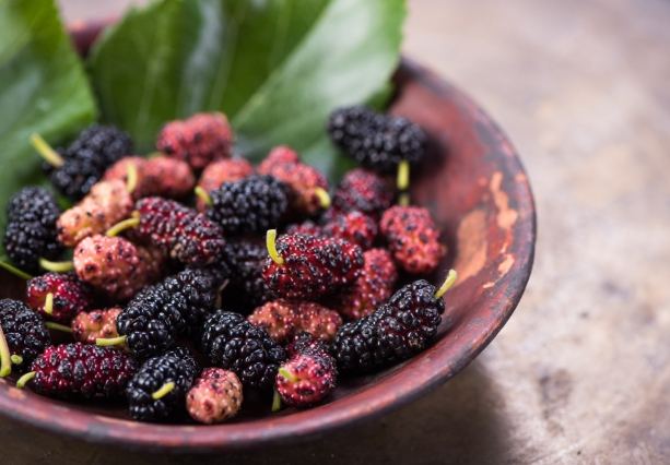 桑葚副作用 桑葚副作用