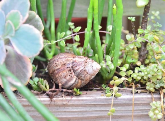 蝸牛怕什麼味道