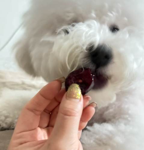 小狗吃櫻桃 小狗吃櫻桃