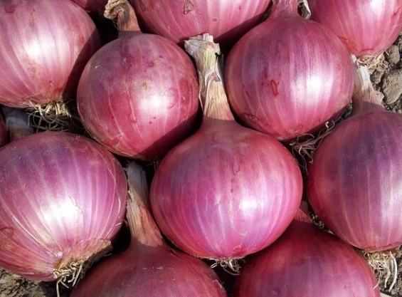 紫洋蔥營養價值 紫洋蔥營養價值