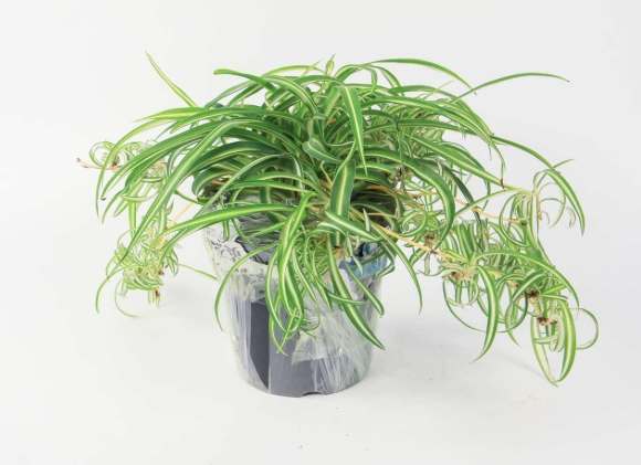 吊蘭養護 吊蘭養護