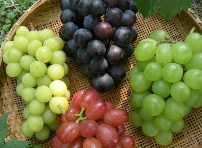 螃蟹水果禁忌 螃蟹水果禁忌