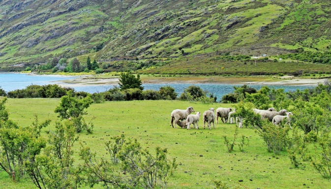 紐西蘭自由行攻略 紐西蘭自由行攻略
