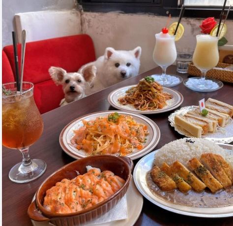士林寵物友善餐廳