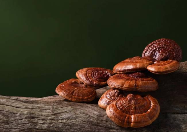 靈芝副作用 靈芝副作用