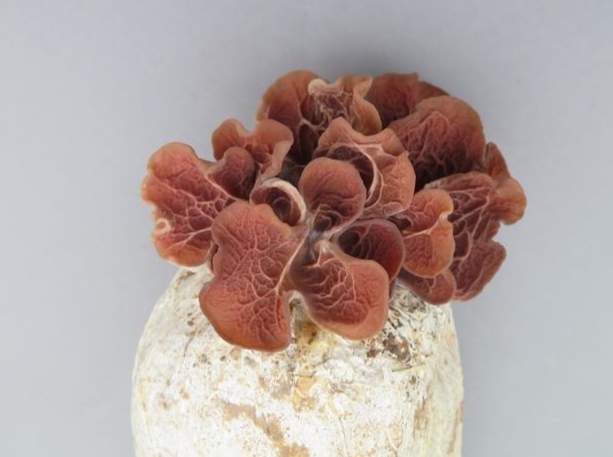 松耳食譜 松耳食譜