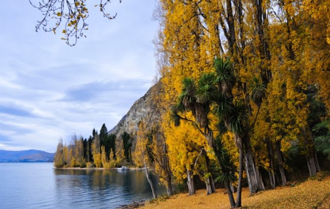 威靈頓旅遊 威靈頓旅遊