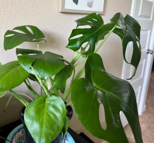 龜背芋不長新葉