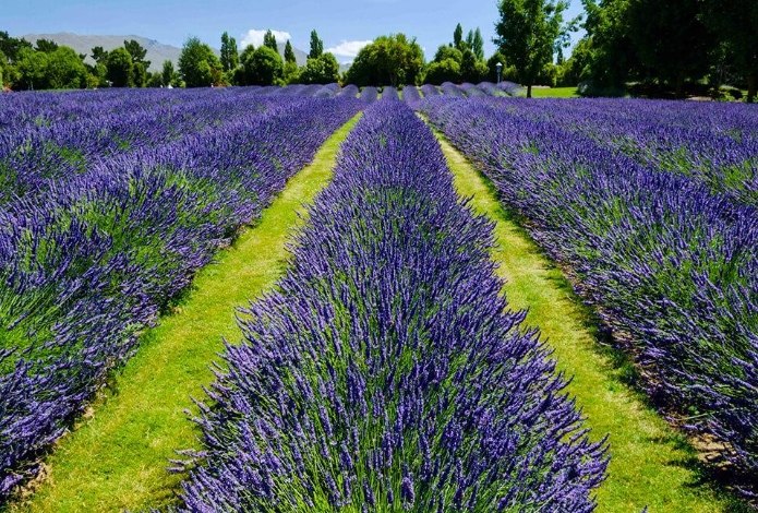 瓦納卡薰衣草農場終極指南：深度探索紐西蘭紫色浪漫秘境