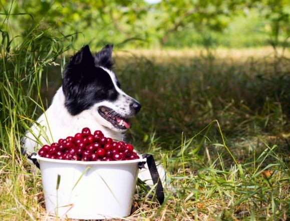 小狗吃櫻桃 小狗吃櫻桃