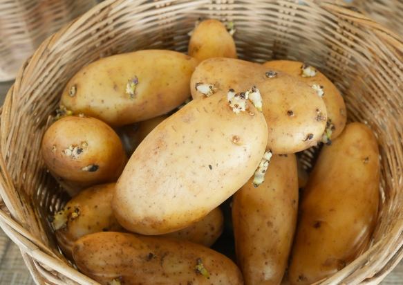 馬鈴薯防止發芽