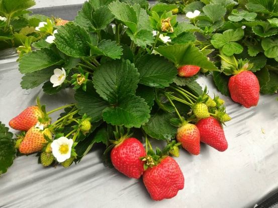 低鉀水果列表 低鉀水果列表