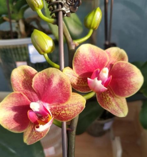 蝴蝶蘭澆水方法