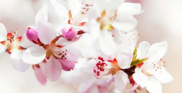 重生希望花語 重生希望花語