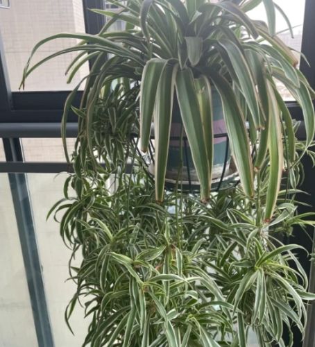 吊蘭養護 吊蘭養護