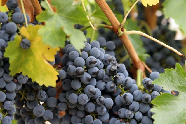 白藜蘆醇水果好處