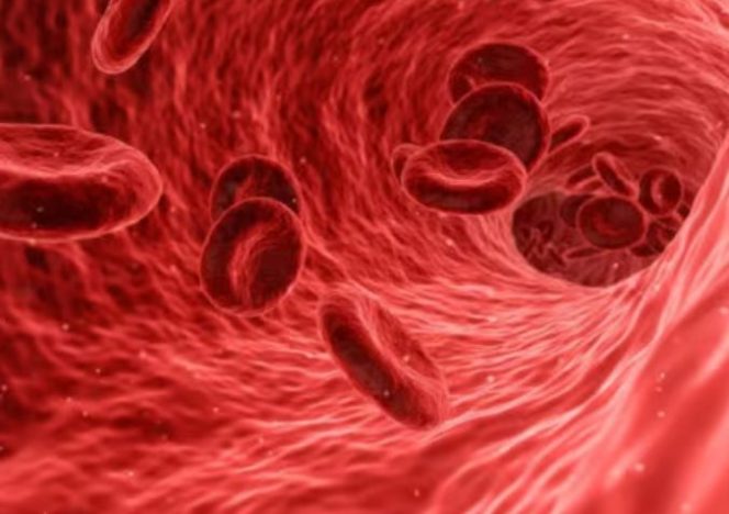 提升紅血球食物