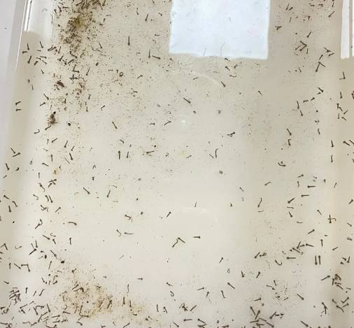 搖蚊幼蟲 防治 搖蚊幼蟲 防治