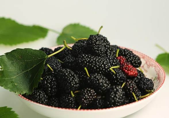 桑葚食用注意事項 桑葚食用注意事項