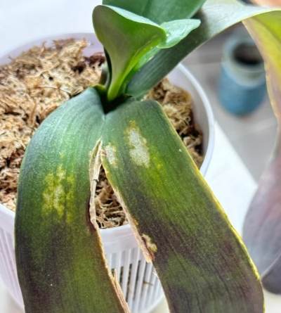 蝴蝶蘭葉子裂開處理 蝴蝶蘭葉子裂開處理