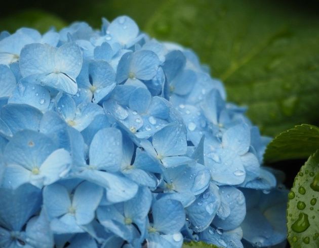 繡球花語 繡球花語