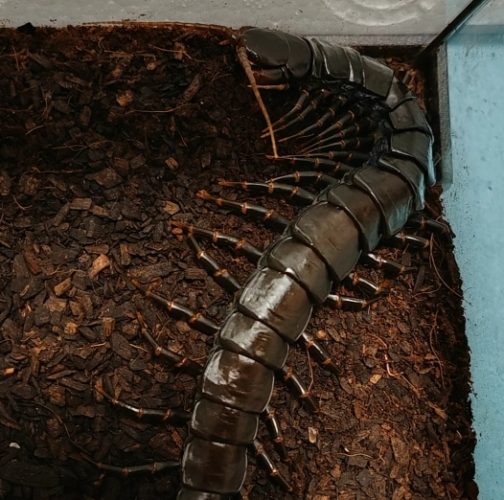 家居蜈蚣危害 家居蜈蚣危害