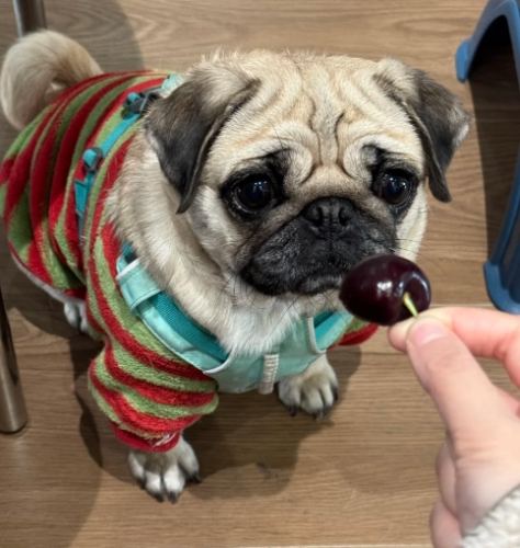 狗可以吃櫻桃嗎 狗可以吃櫻桃嗎