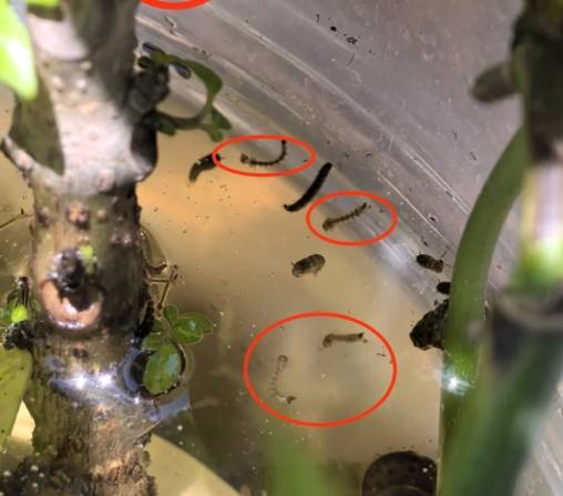 搖蚊幼蟲 生態 搖蚊幼蟲 生態