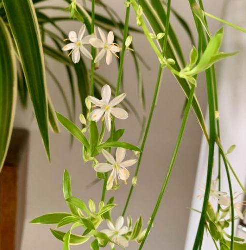 吊蘭開花條件 吊蘭開花條件