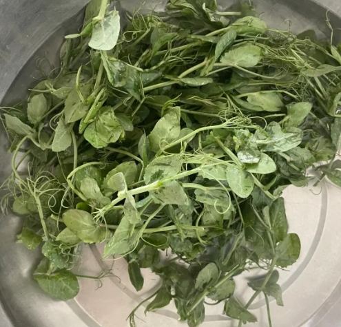 豌豆苗衛生處理 豌豆苗衛生處理